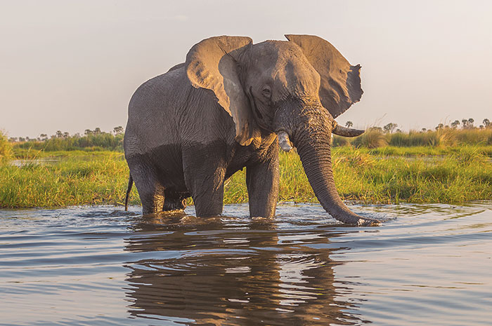 Extensão Botswana - Okavango e Moremi