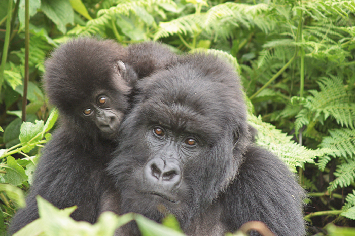 Encontro com gorilas na Ruanda